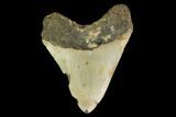 Fossil Megalodon Tooth - North Carolina #124914-2